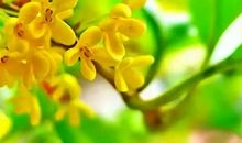 桂花，我的小学时光