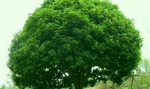 白杨树作文400字