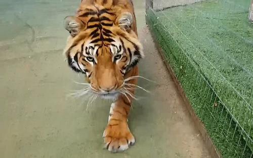 没有肉的老虎