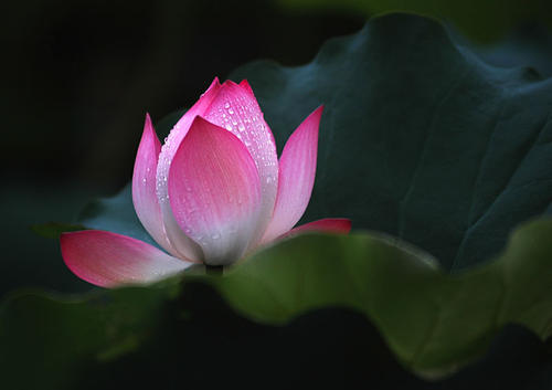 雨后的莲花