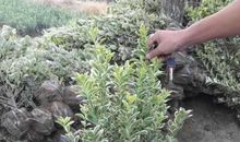 花样百出的“毛球”