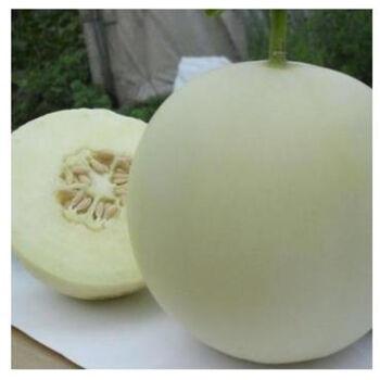辛勤的蜜罐