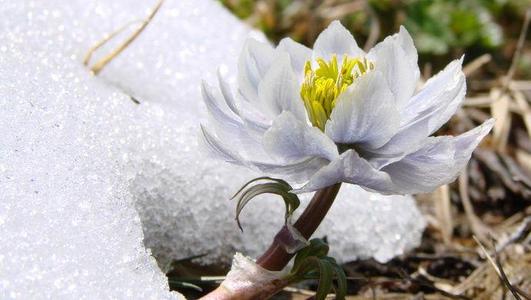 雪莲
