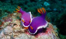 我真想变成一条鱼