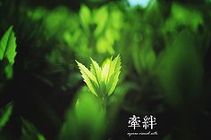 春天的第一次绿化