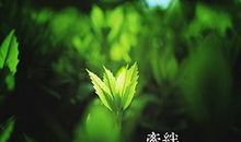 春天的第一抹绿意