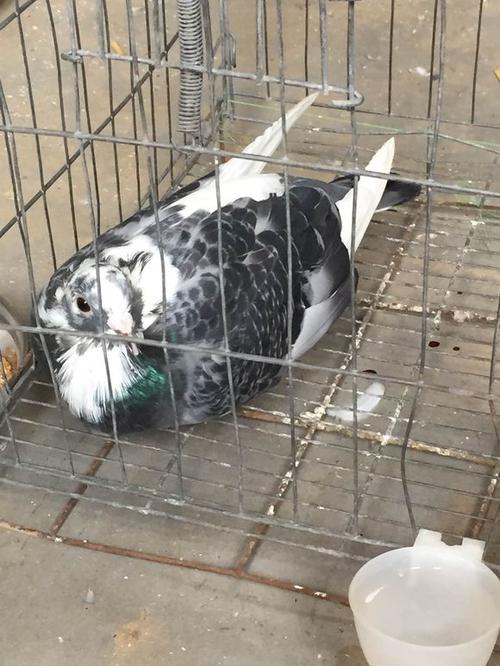 讨厌的鼬鼠