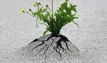 花，开在困难中