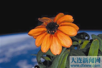 小时候生一朵花