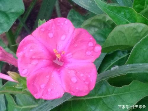 像丁香一样