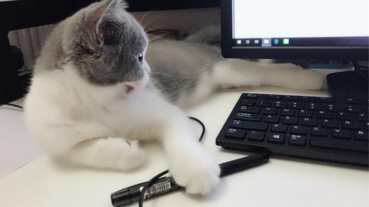 猫“陶涛”