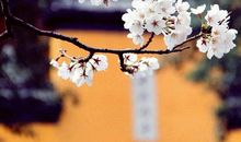 定格美丽的瞬间