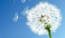 假如我是一颗蒲公英