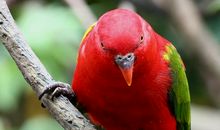 红鹦鹉