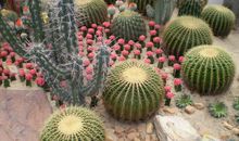 “丑陋”的仙人掌