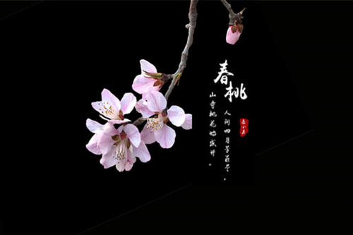 花的时代