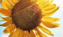 对待别人的光芒