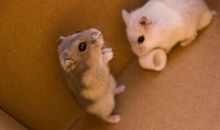 机灵可爱的小仓鼠