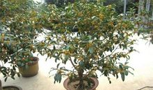 阳光下巧克力味的桂花