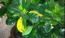 留点绿色在这个夏天