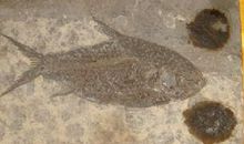 神奇的鱼化石