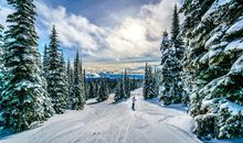 在冬日的阳光下