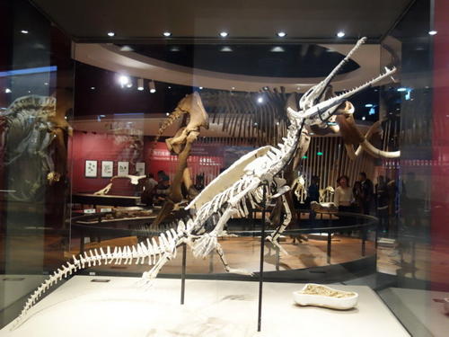 自然史博物馆旅行记录