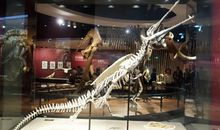 自然博物馆游记