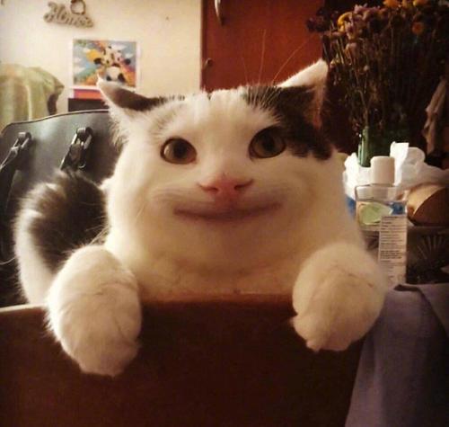 小猫整形外科