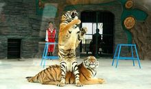 记宠物动物园之行