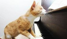 钢琴店里可爱的小野猫