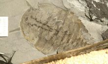 失去生命的身体——化石