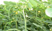 丛草间，又是一片决明子