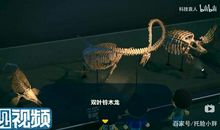 奇妙的化石世界——海胆与长身贝化石