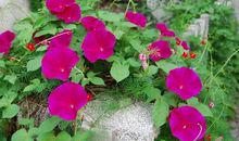 奶奶家的牵牛花