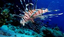 美丽的海洋世界