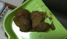 狗狗文明“便便”养成记