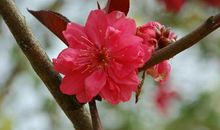 又是一年春好时