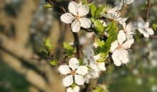 等待让自己开花的季节