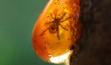 走进琥珀的世界