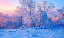 清晨的小区也如诗