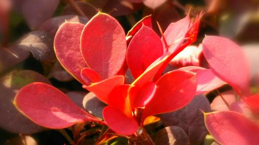 枫叶的四个季节