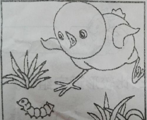 小鸡捉虫子