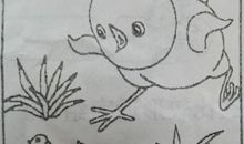 小鸡捉虫