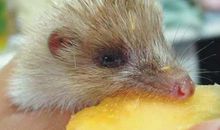 林中的“小刺猬”