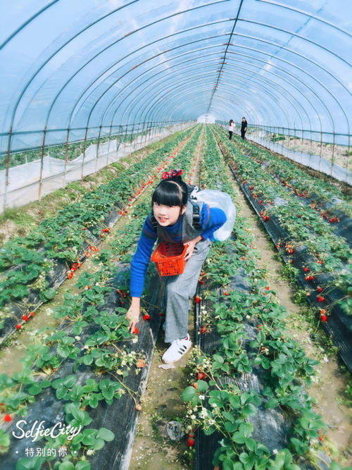 草莓园之旅