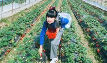 草莓园之旅