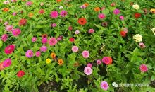 花，用心去浇灌