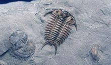 三叶虫化石