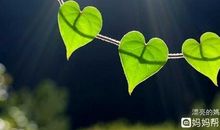 让生命遍开感恩之花